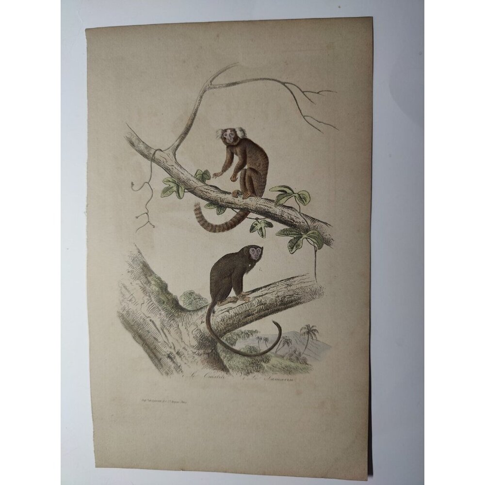 Antique‎ Buffon Engraving Hand Colored 2 Monkeys 'Le Ouititi Le Tamarin' 10x7"